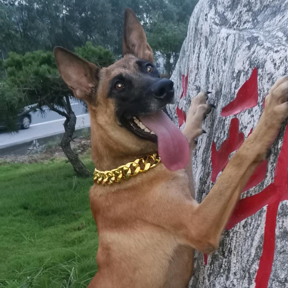 胖嘟训犬俱乐部
