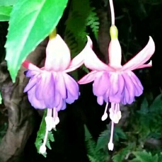 一抹晴阳慕锦池