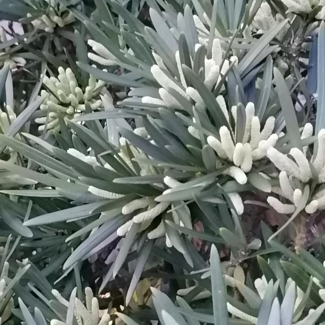 糊涂蛋