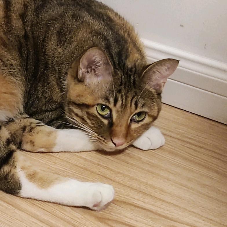 灵光和灵珠的日常