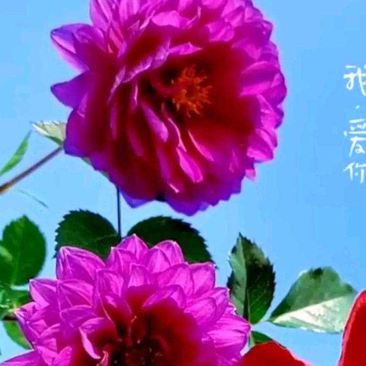 吴美