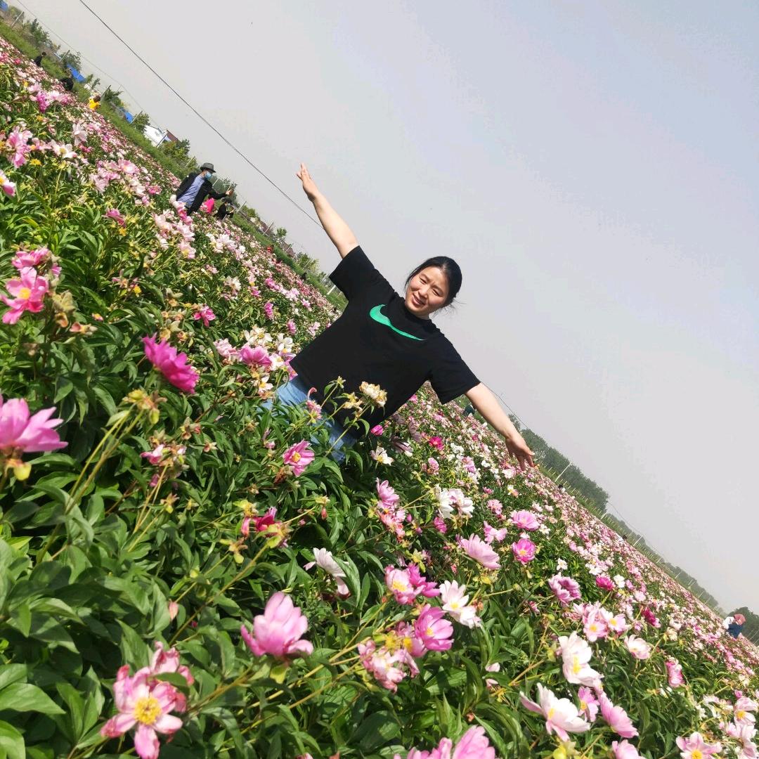 苗豆