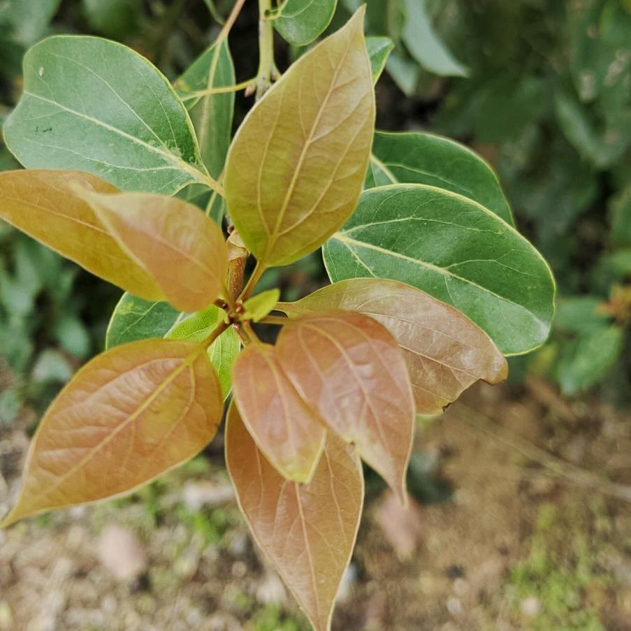 小青竹