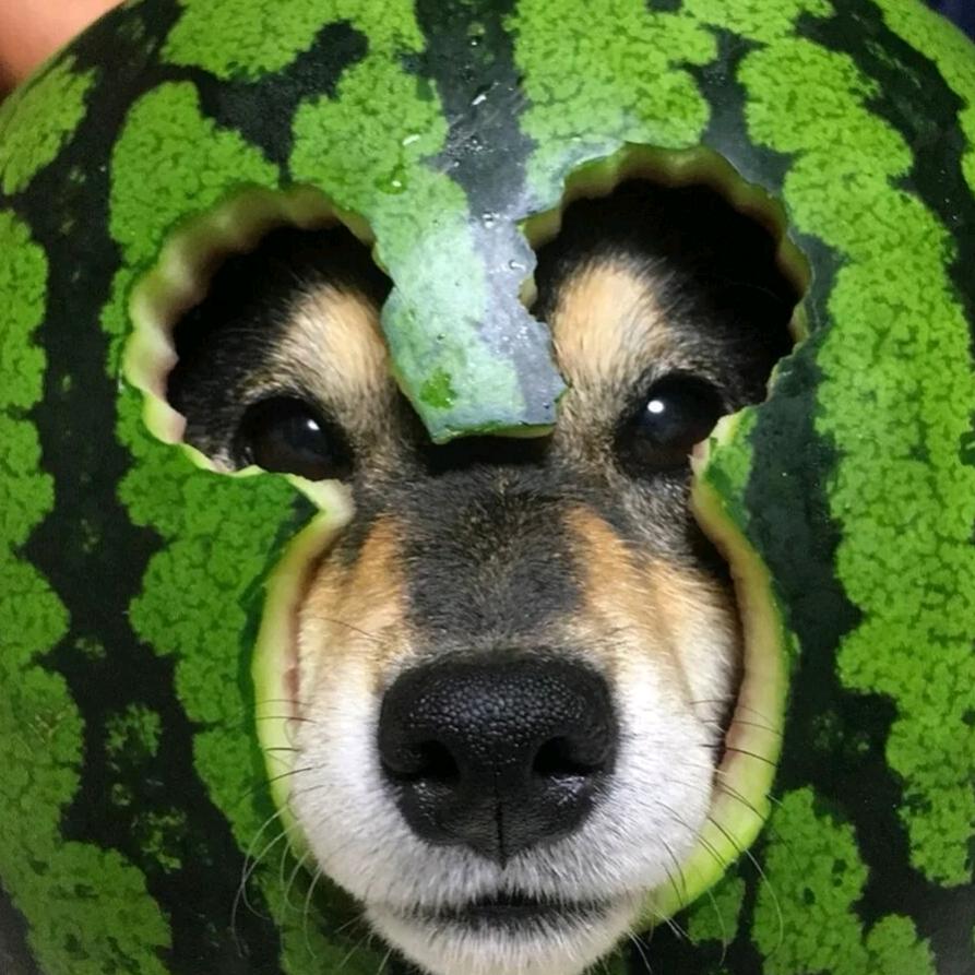打开话匣子