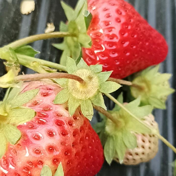 草莓红颜