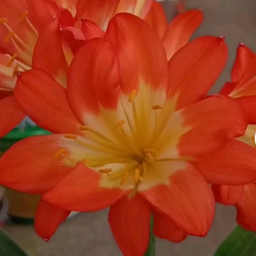 精品异花君子兰花卉