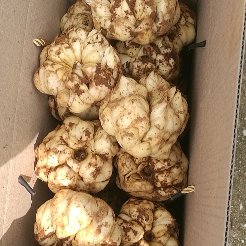 宜兴市潘志明百合种植户