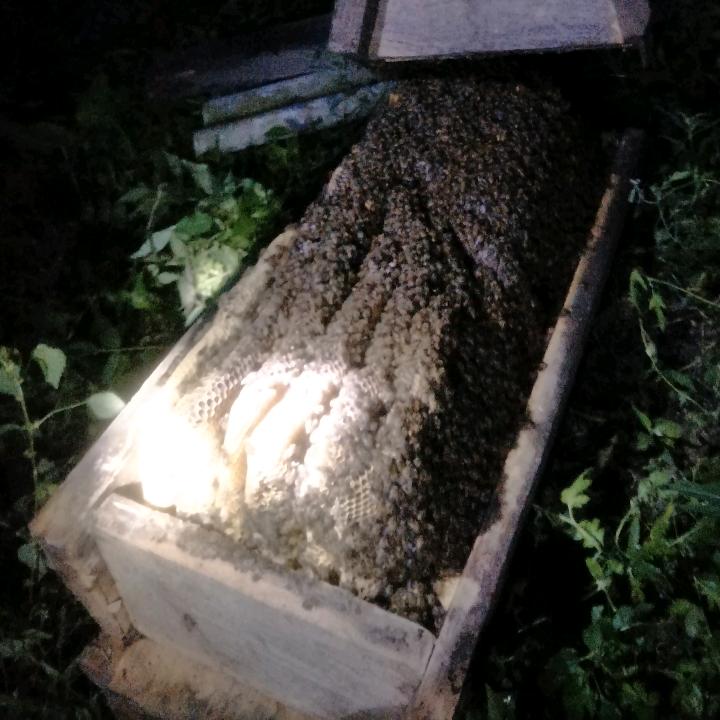 中蜂养殖