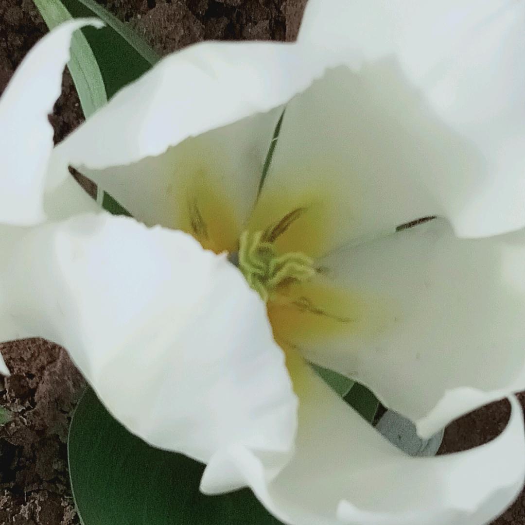 你若盛开蝴蝶自来