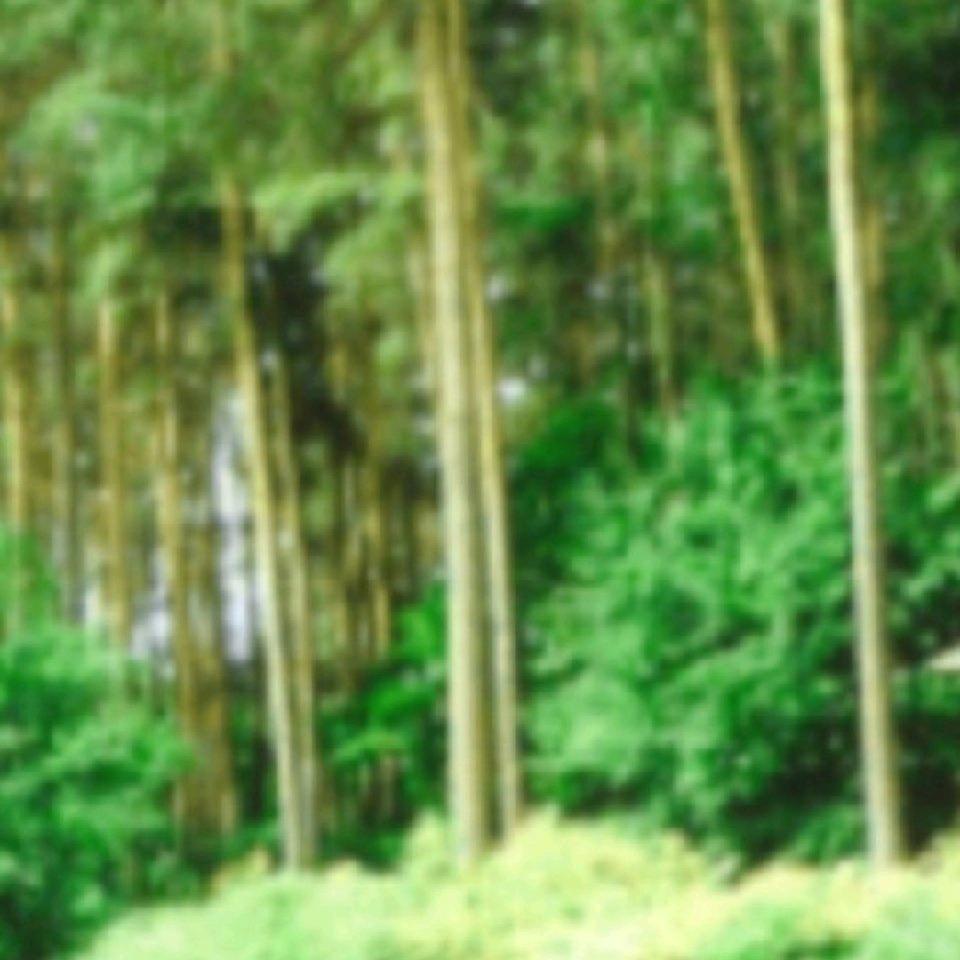 长青树
