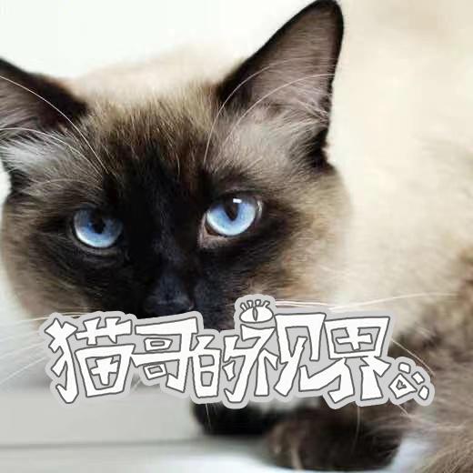 猫哥的视界@抖音