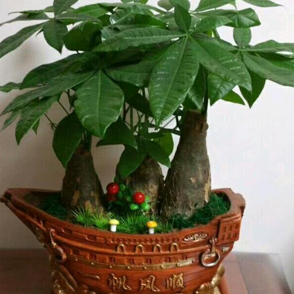 @有缘🌴