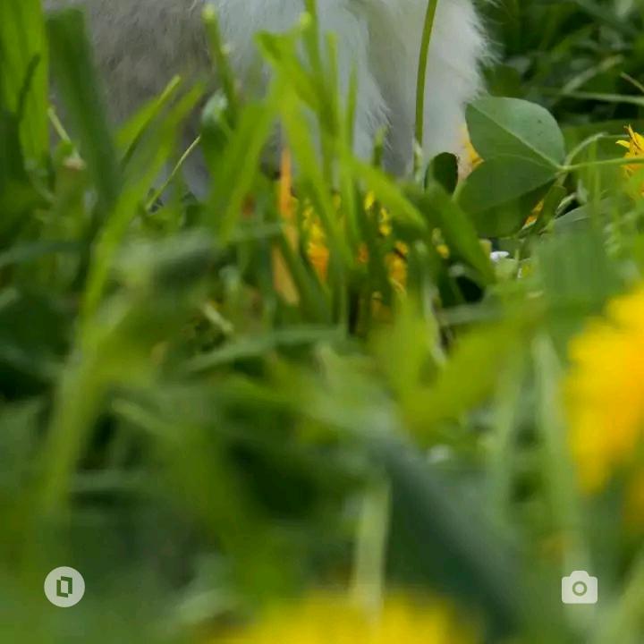 盛夏荷开