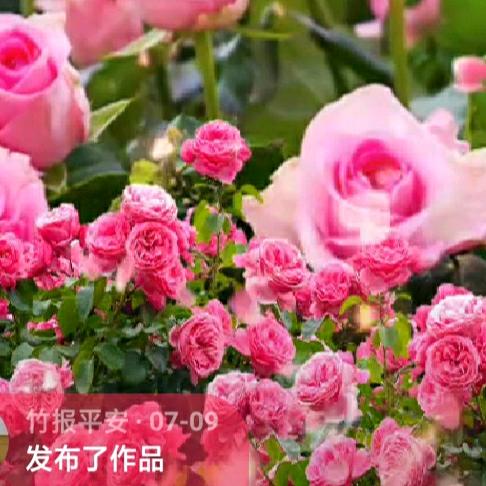 竹报平安