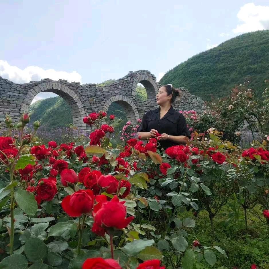 带刺的黑玫瑰🌹