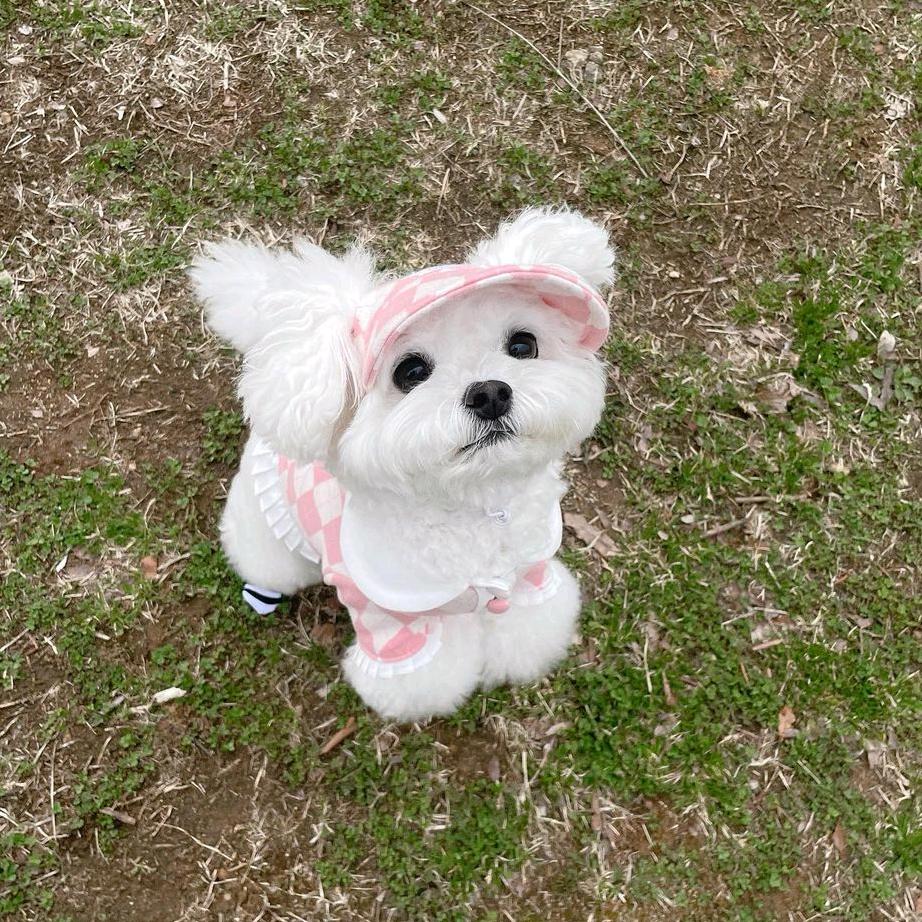 宁波甬宠名宠基地犬舍猫舍