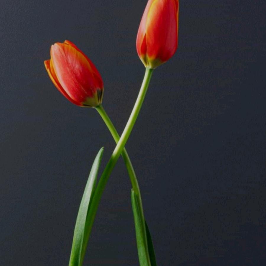 花生11111