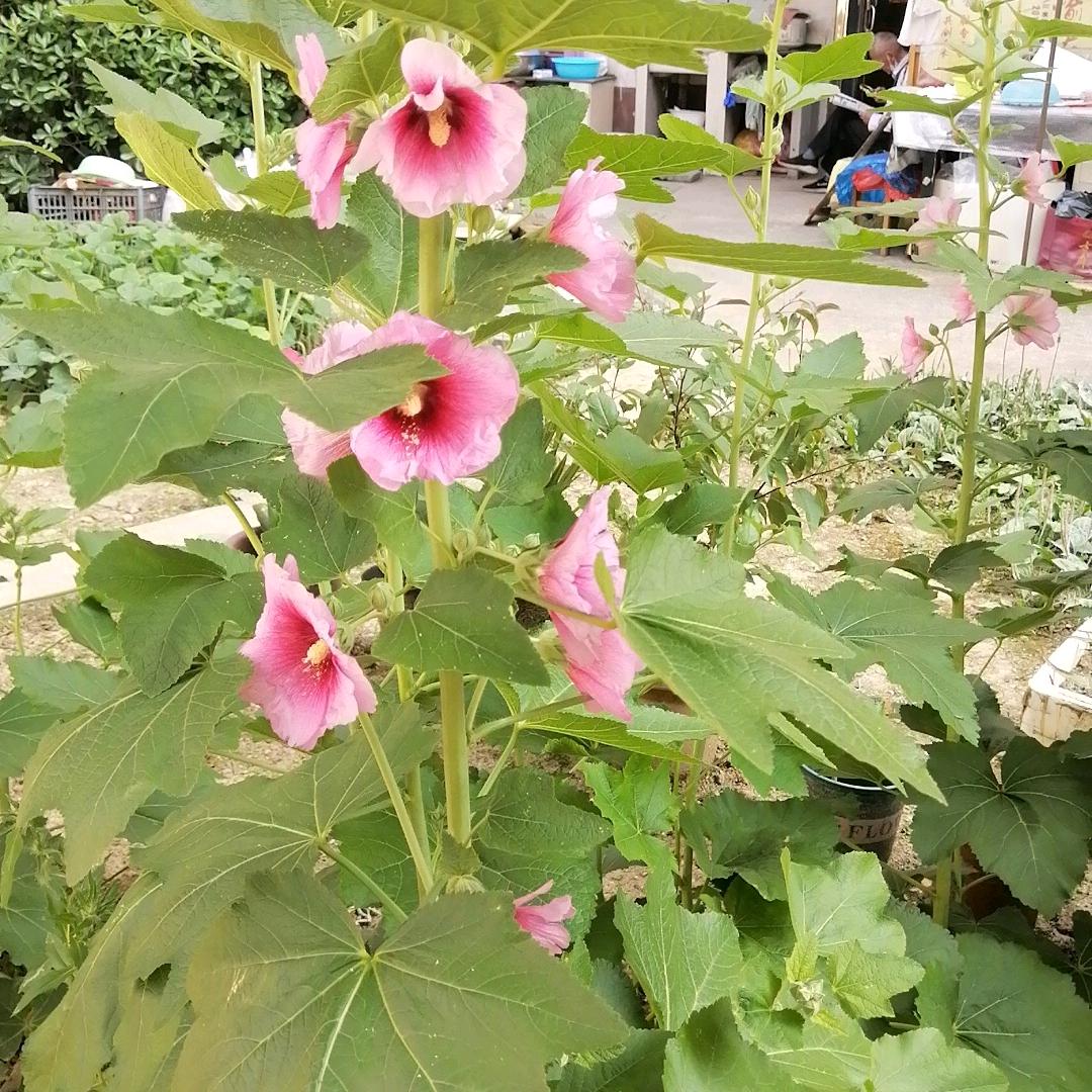 用户607502850744萍萍