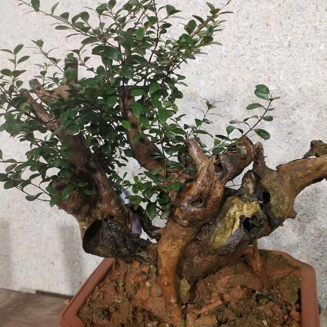 小虫子园林盆艺店