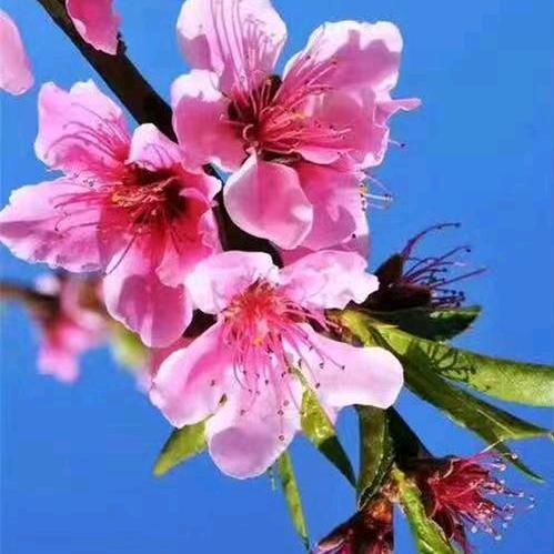 怡轩莯稷