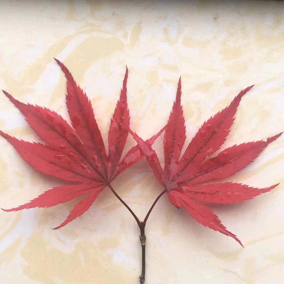 幽兰