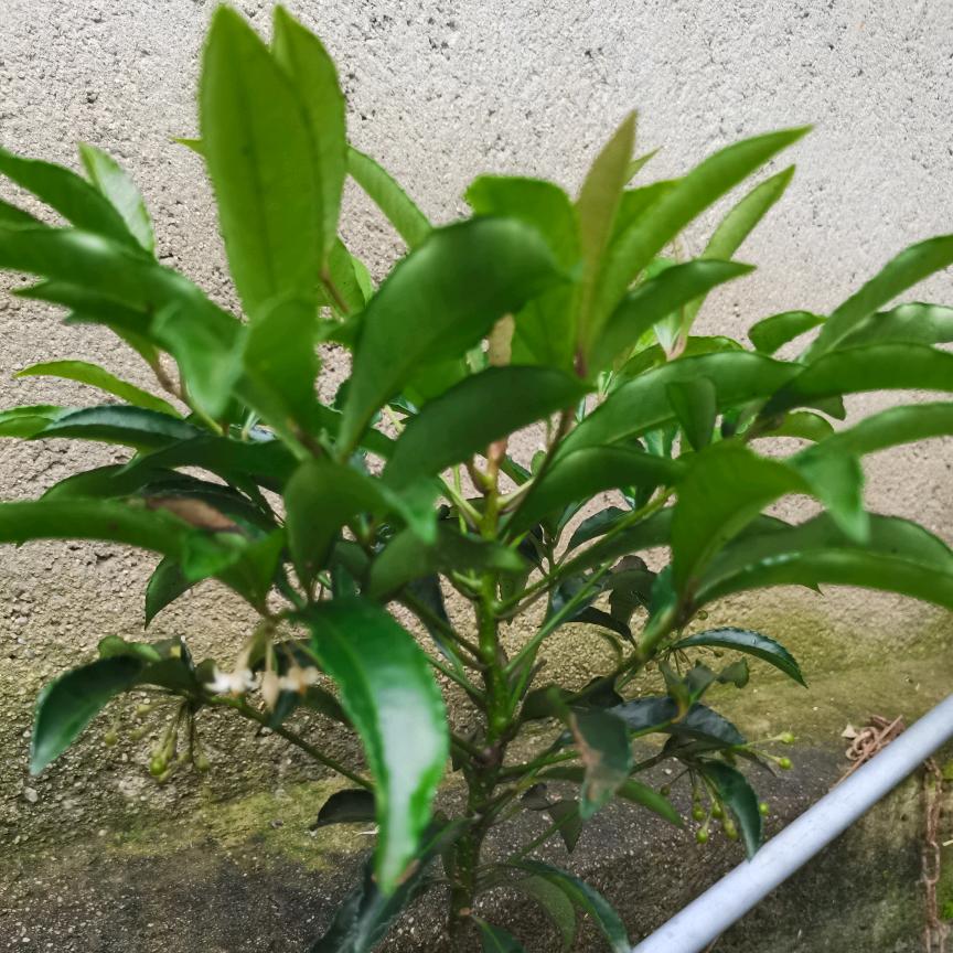 泽芳