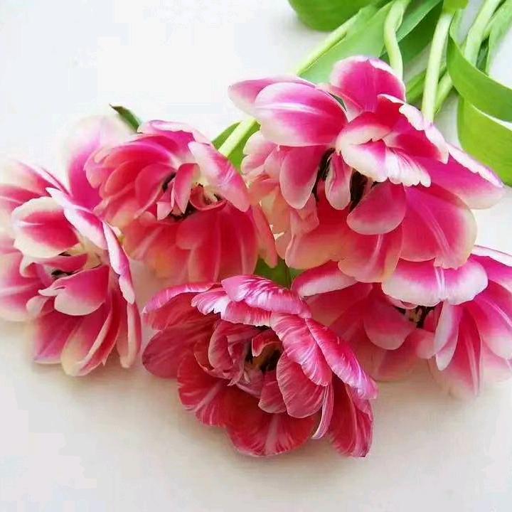 俏