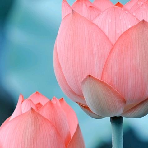 芳子