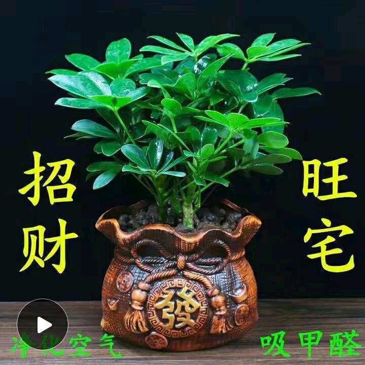 平安是福。