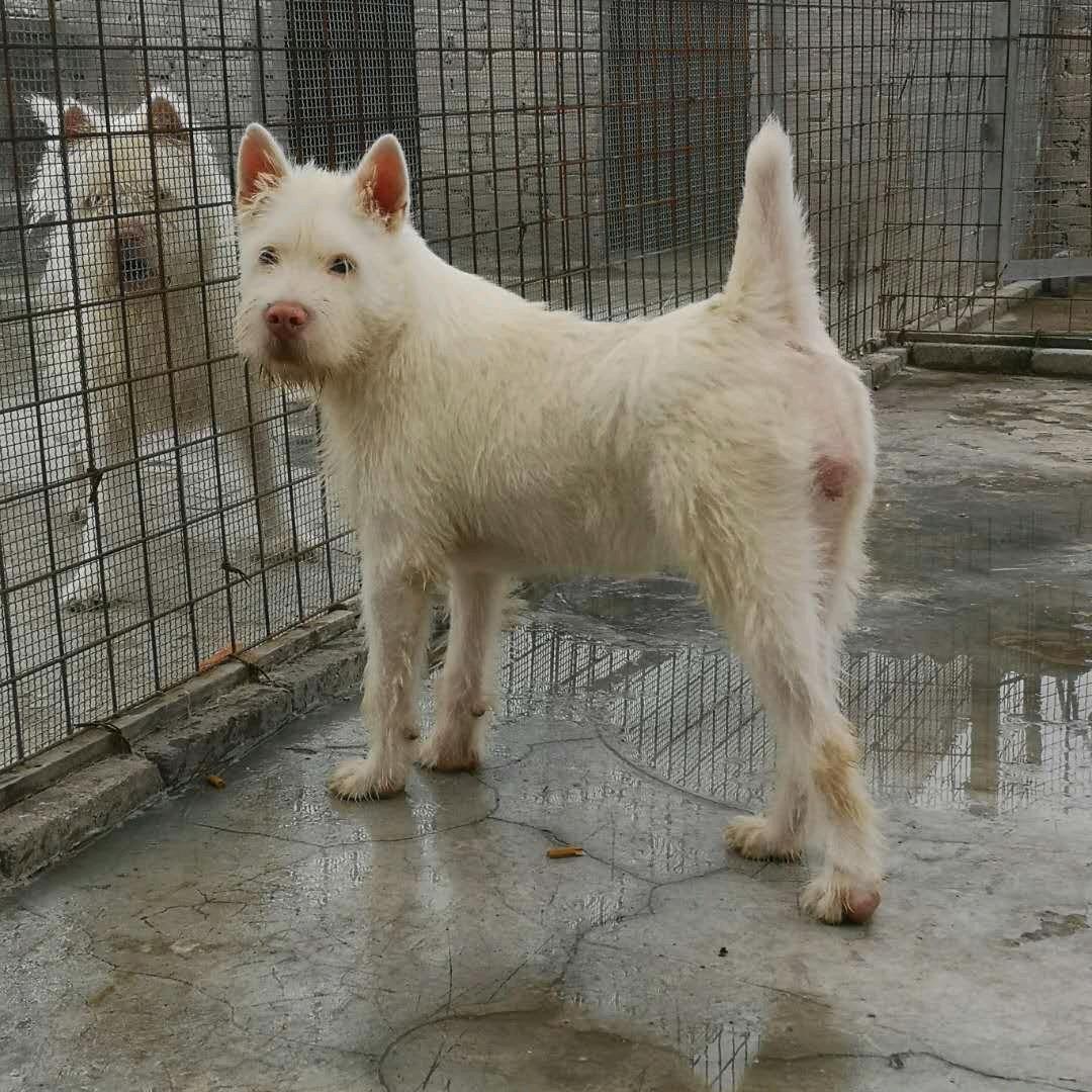 下司犬《爱好者》黄果树