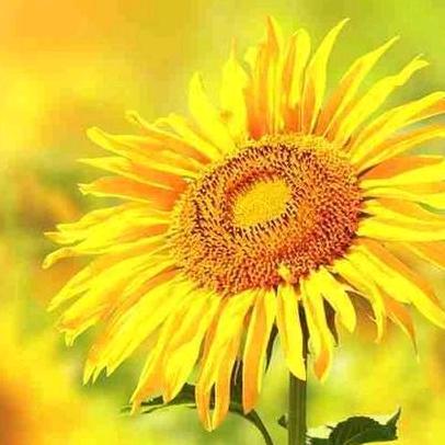 谛听真常—闻慧