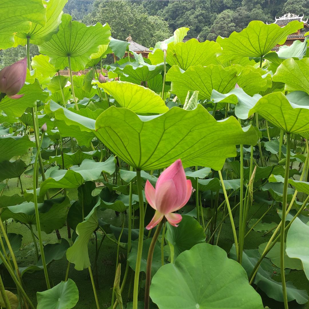 梦似流水