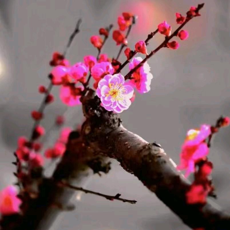 梅花