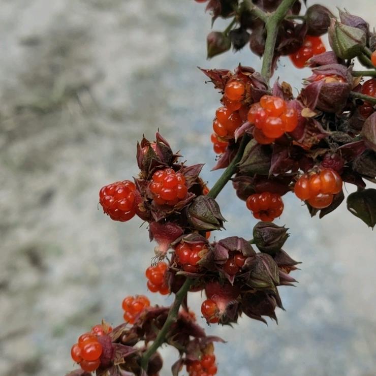 简单的人（好物橱窗下单）