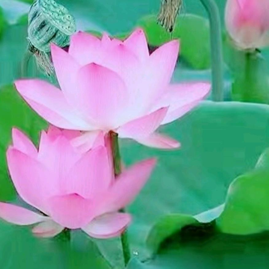 a真诚