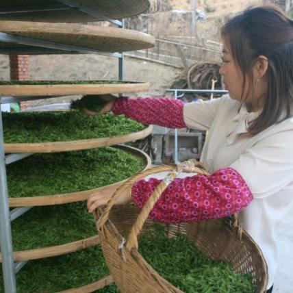 金寨憨丫头‹六安瓜片›源头直供