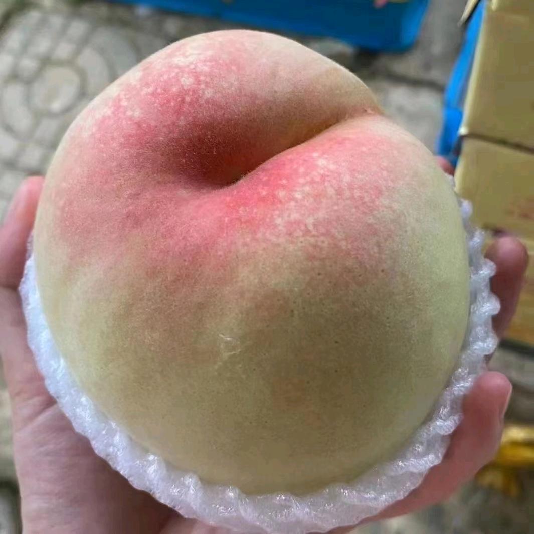 @蜜桃供应链小小吴