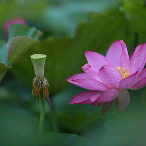 ღ᭄ꦿ⁵²º᭄独❤️宠❤️潼এ᭄¹₃¹₄