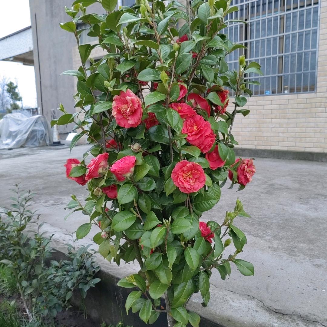 🌹好运连连🌹