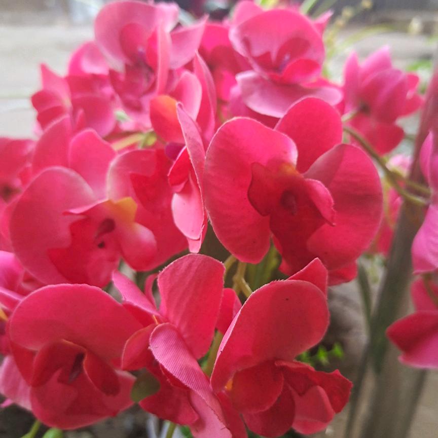 阿英