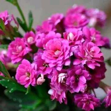 春暖花开