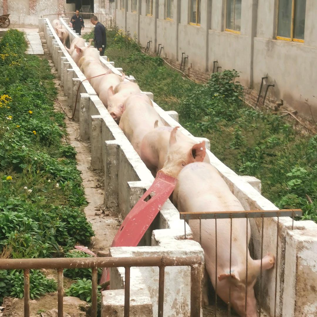 岳池县生猪收购站