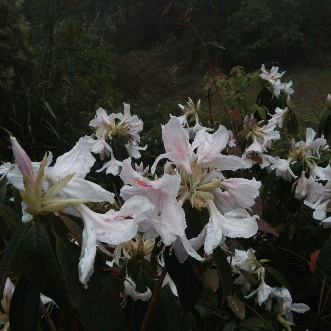 百荷花