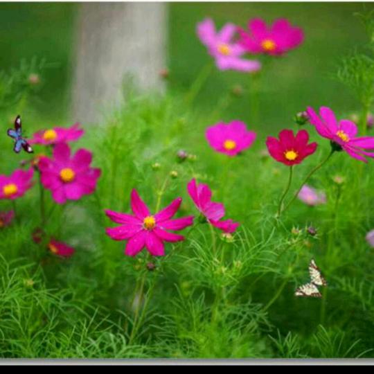 用户93337374远方