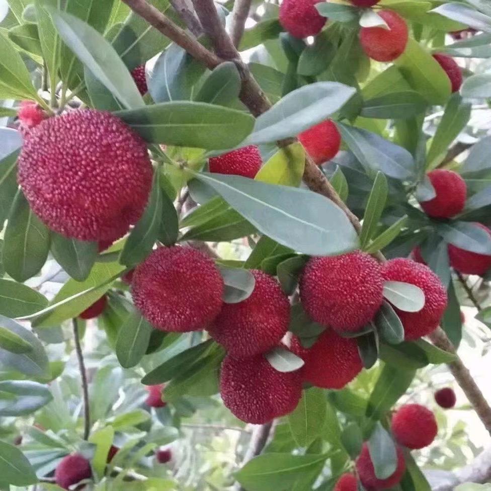 @⁵²ᐤ᭄海阔天空。꧔ꦿ້໌ᮨ