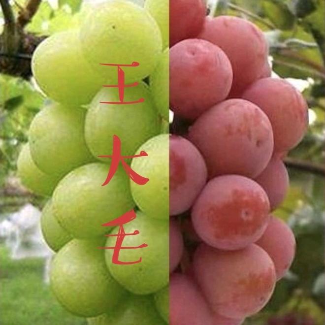 王大毛种葡萄树莓