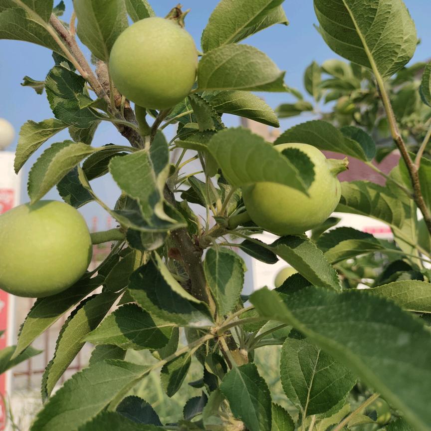 🍎好人一生平安🌻