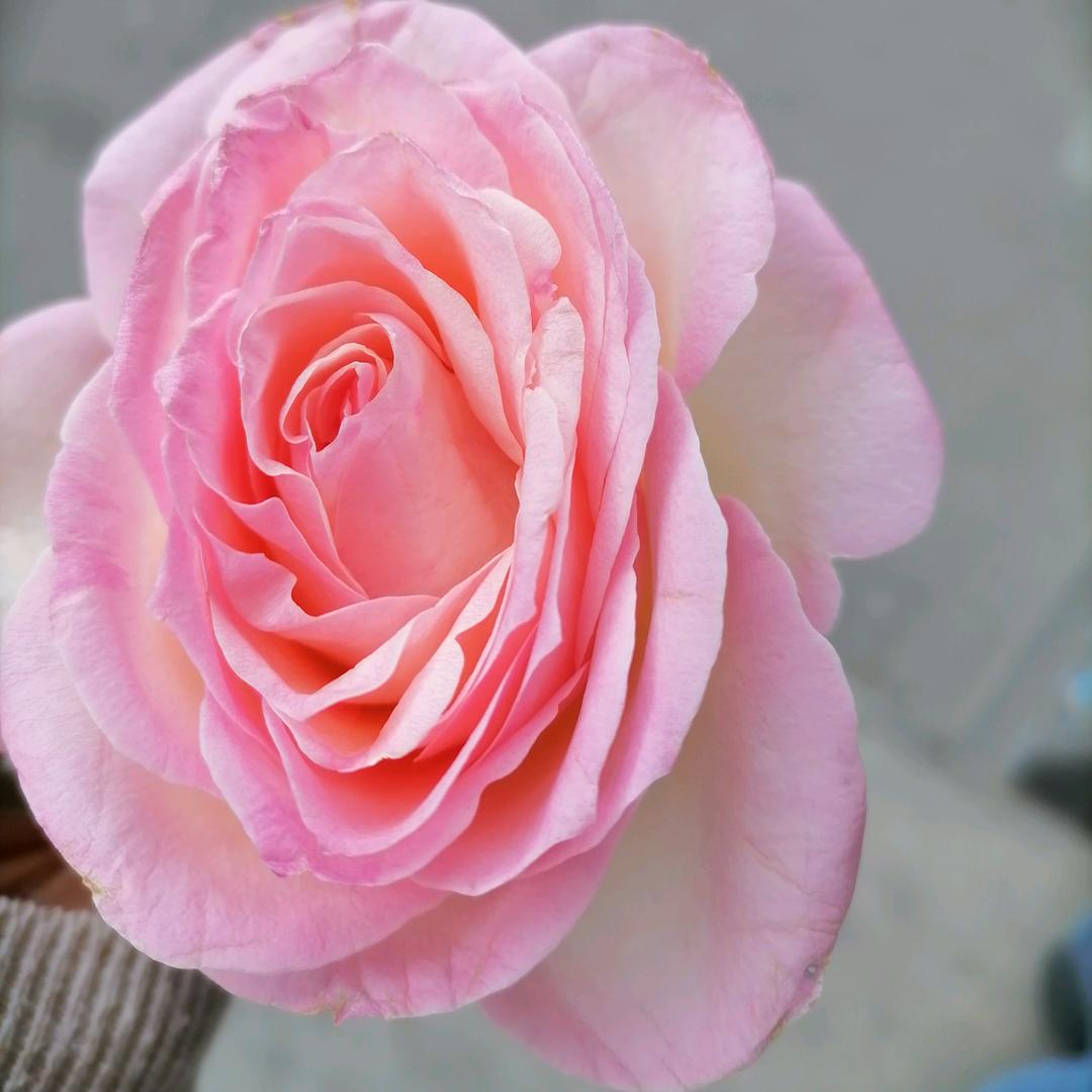 厨电小姐姐  燕