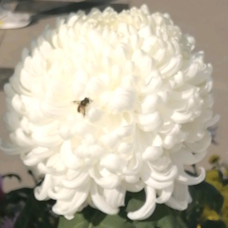 花中的蜂