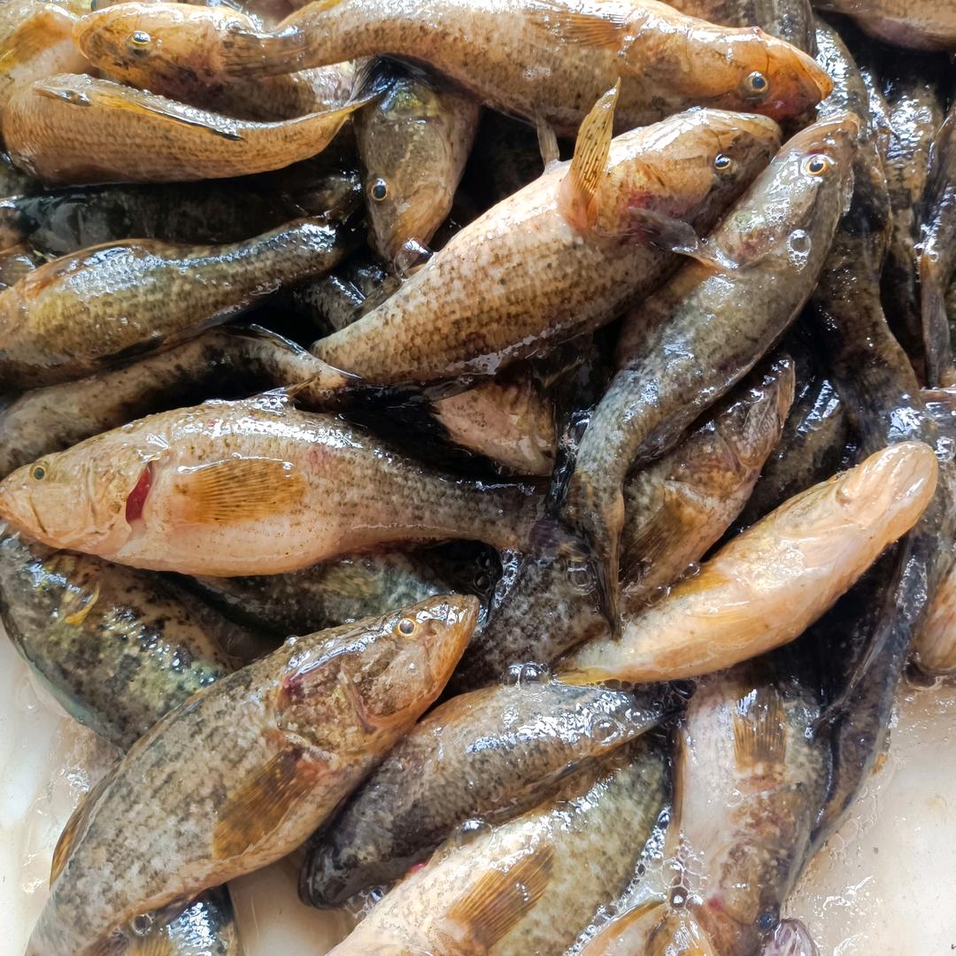 胜芳镇小五鱼行